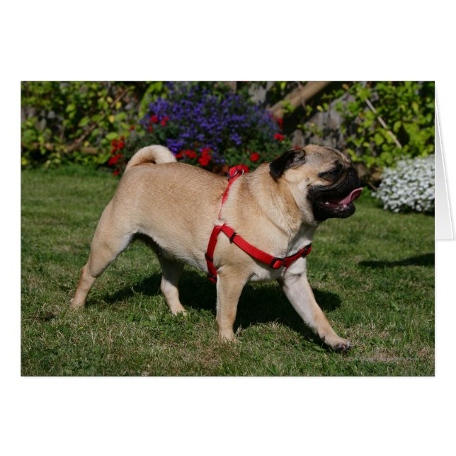 Pug Con Mazo Rojo (Anverso (Horizontal))