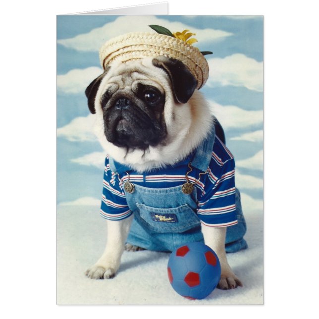 Pug Dog Little Boy Blue (Frente)