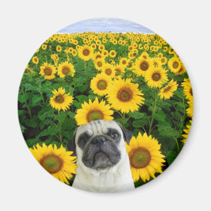 Pug en el imán Sunflowers