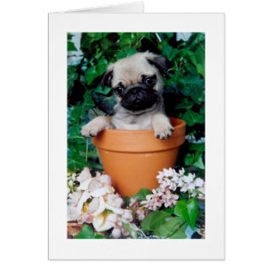 PUG en un POT