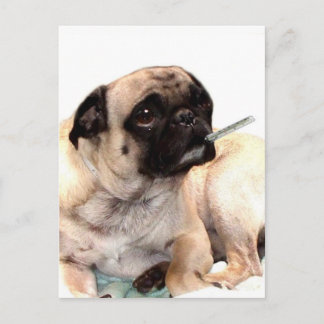 Pug enfermo con postal termómetro