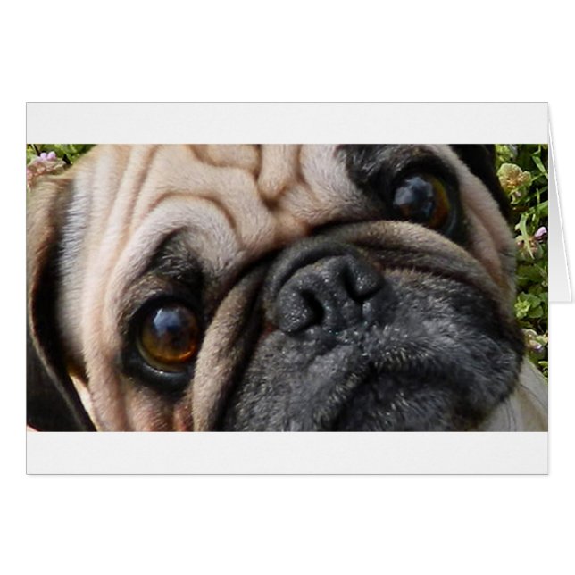 pug fah eyes (Anverso (Horizontal))