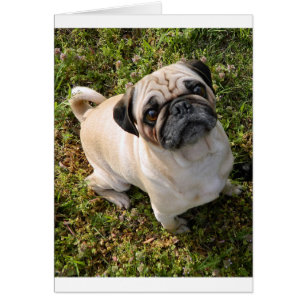 pug fawn lleno