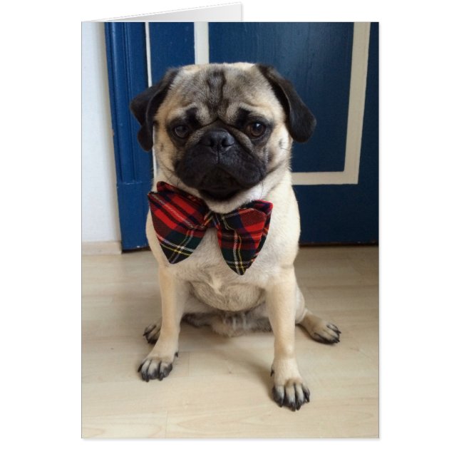 Pug guapo en un diseño de corbata (Frente)