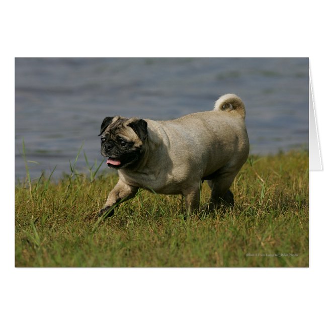 Pug Jugando Cerca Del Agua (Anverso (Horizontal))