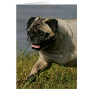 Pug Jugando Cerca Del Agua