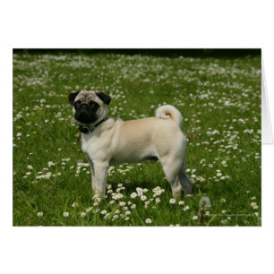 Pug jugando en las flores