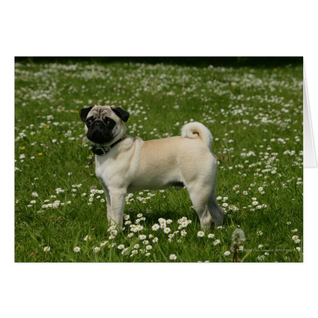 Pug jugando en las flores (Anverso (Horizontal))