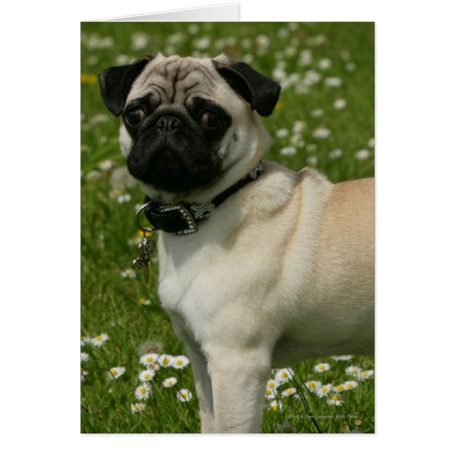 Pug jugando en las flores (Frente)