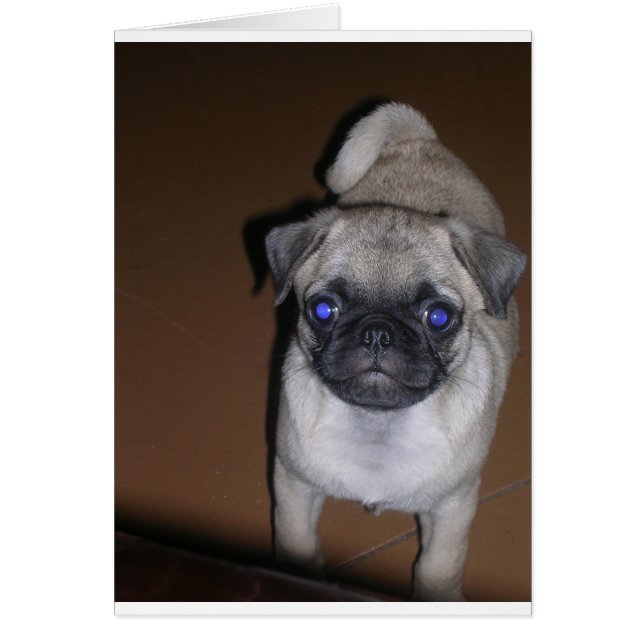 pug lleno 5,png (Frente)