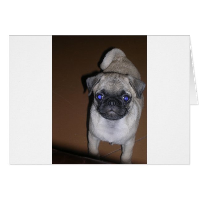 pug lleno 5,png (Anverso (Horizontal))