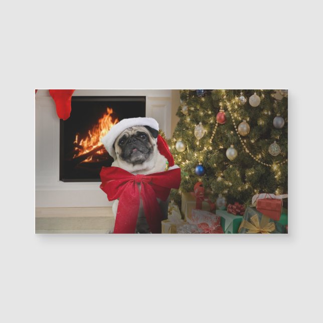 Pug Misha esperando a los Navidades en la mañana (Anverso)