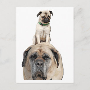 Pug montando postales desagradables