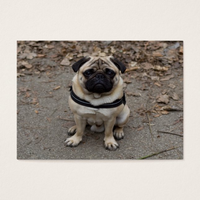 Pug muy serio (Frente)