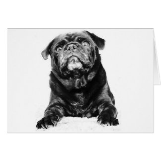 Pug - Negro PUG Negro y Blanco