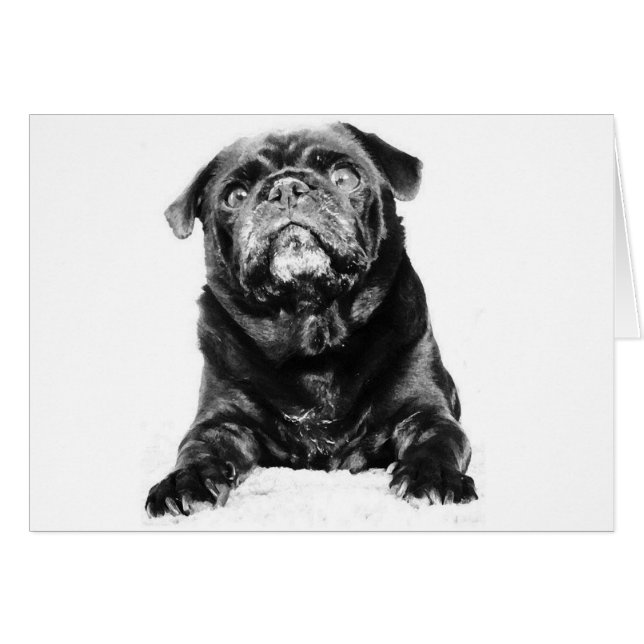 Pug - Negro PUG Negro y Blanco (Anverso (Horizontal))
