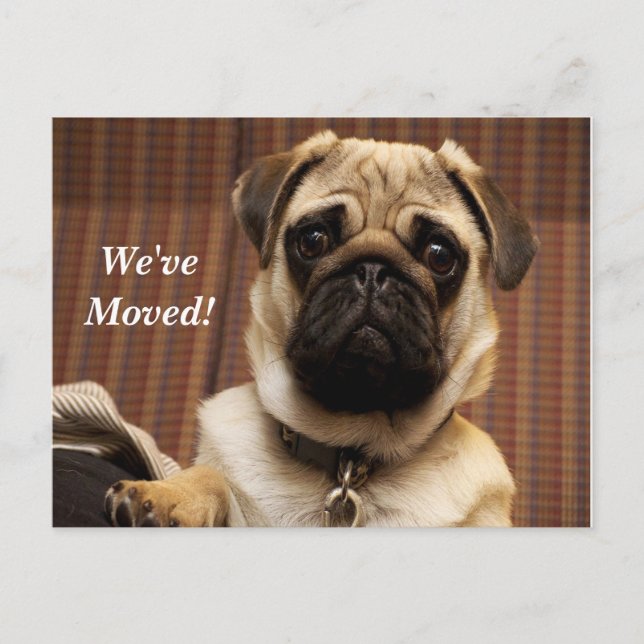 Pug Nos hemos mudado Tarjeta postal de nueva direc (Anverso)
