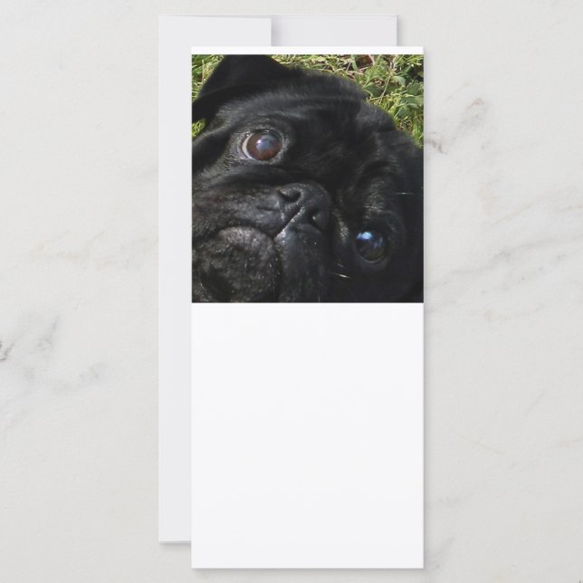 pug ojos de cerdo negro (Anverso)