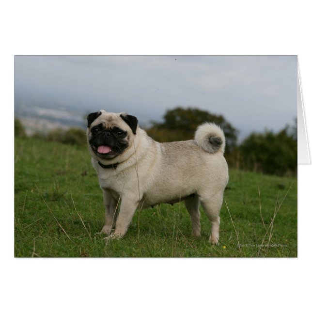 Pug Panting (Anverso (Horizontal))