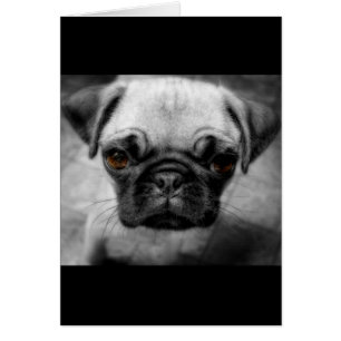 Pug Pup