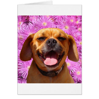 Puggle lindo