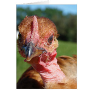 Pullet turcomano