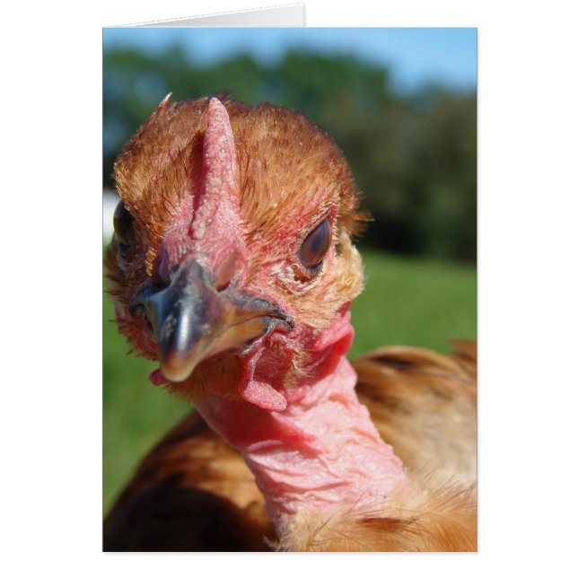 Pullet turcomano (Frente)