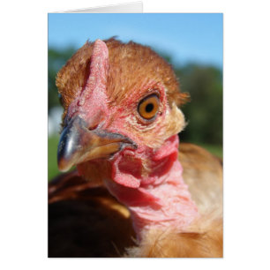 Pullet turcomano
