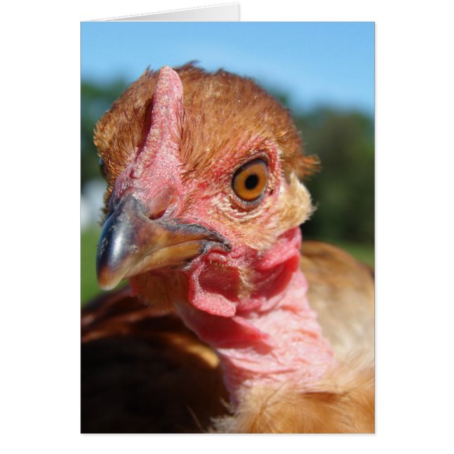 Pullet turcomano (Frente)