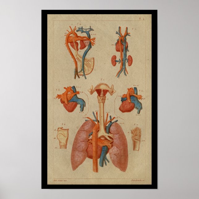 Pulmones cardíacos Impresión de anatomía humana vi (Frente)