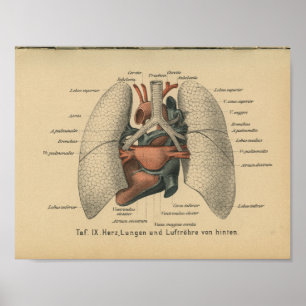 Pulmones del corazón de la impresión de la