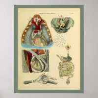 Pulmones del corazón del pecho Anatomía Arte médic