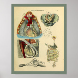 Pulmones del corazón del pecho Anatomía Arte médic