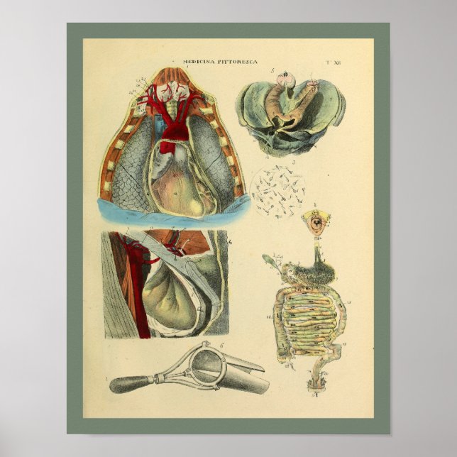 Pulmones del corazón del pecho Anatomía Arte médic (Frente)