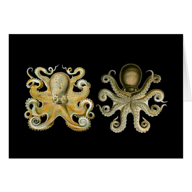 Pulpo común (Anverso (Horizontal))