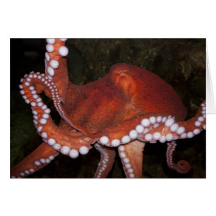 Pulpo de North Pacific