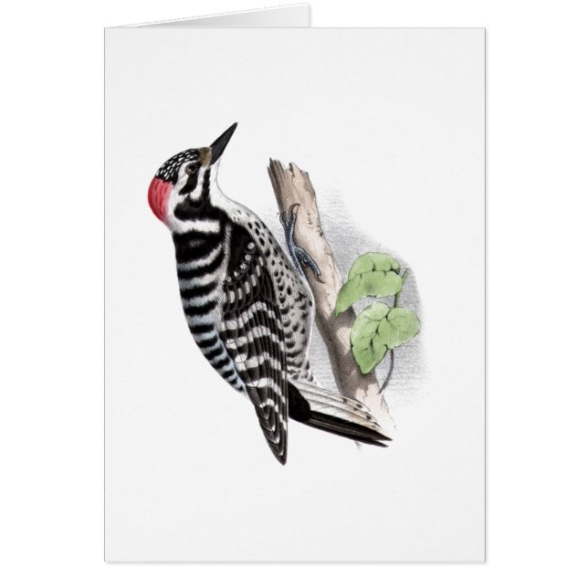 Pulsación de corriente de Pileated (Frente)