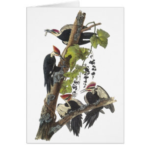 Pulsación de corriente de Pileated, Juan Audubon