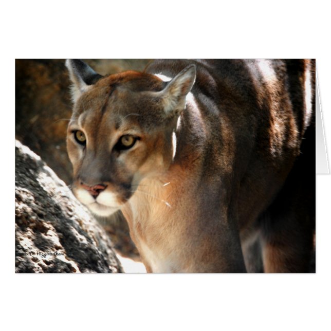 PUMA (Anverso (Horizontal))