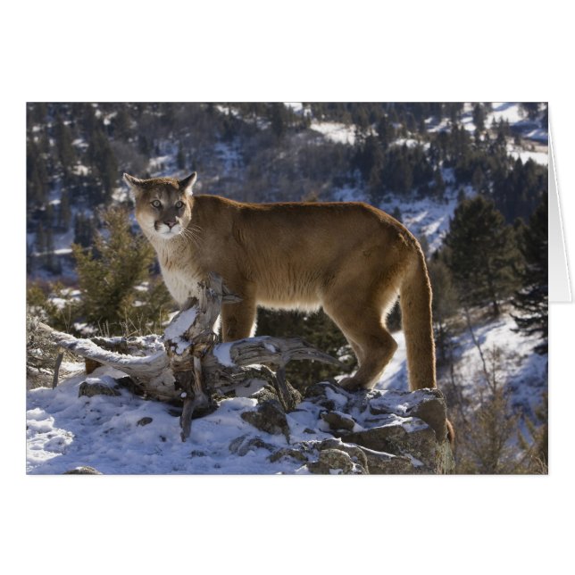 Puma (Anverso (Horizontal))