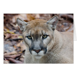 Puma, león de montaña, pantera de Florida, Puma