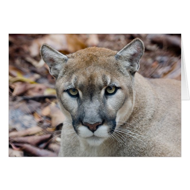 Puma, león de montaña, pantera de Florida, Puma (Anverso (Horizontal))