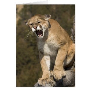 Puma o león de montaña, puma concolor, Cautivo -