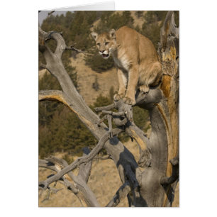 Puma, también conocido como puma, cougar; Puma con