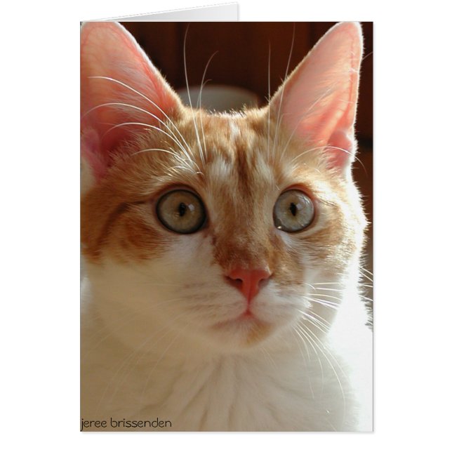 Pumpernickel (Frente)