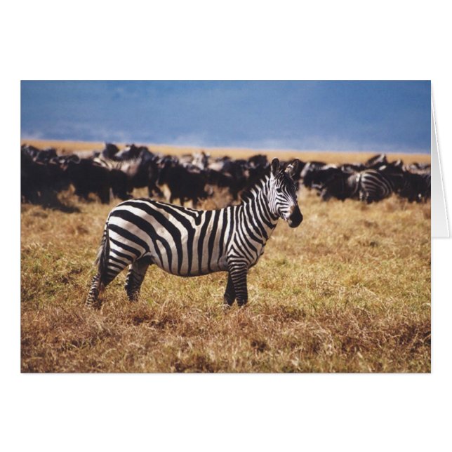 Pundamilia (cebra) (Anverso (Horizontal))