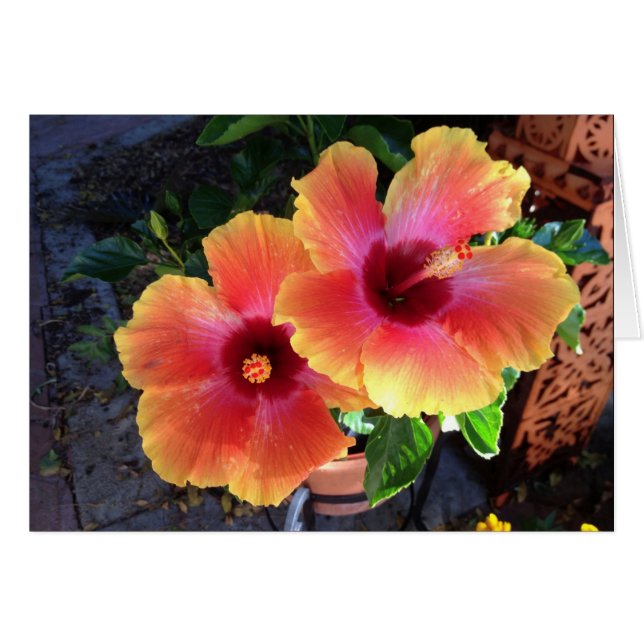 punta amarilla Hibiscus- (Anverso (Horizontal))