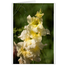 Punto amarillo de la flor del gladiolo