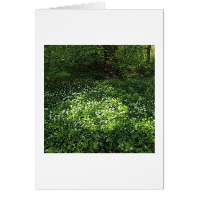 Punto de ajo (Frente)