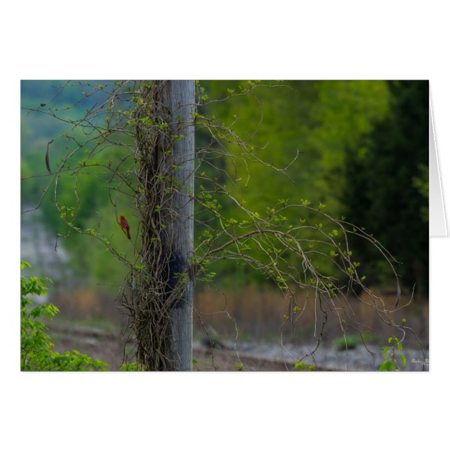 Punto De Rojo (Anverso (Horizontal))